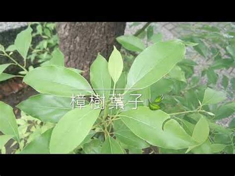 樟樹 風水|【樟樹 風水】如何選擇樟樹種植位置，讓你的庭院擁有絕佳的風。